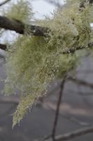 Horizontalregen (Nebel-Kondensation)