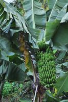 Kanarische Bananen