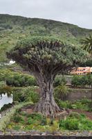 Icod de los Vinos und der Drachenbaum