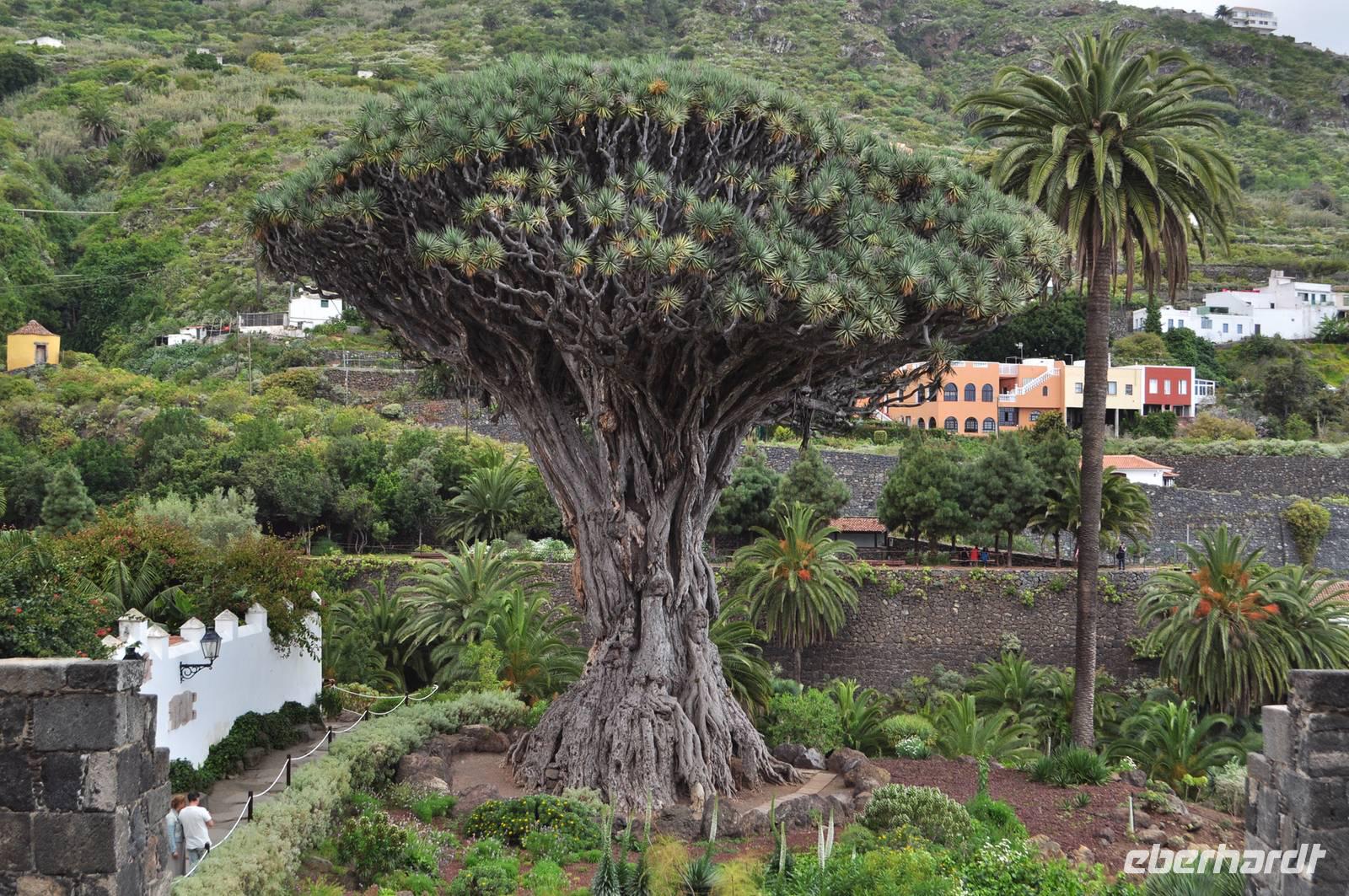 Icod de los Vinos und der Drachenbaum