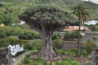 Icod de los Vinos und der Drachenbaum