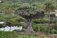 Icod de los Vinos und der Drachenbaum