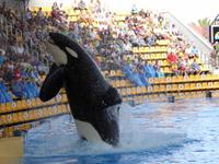 Loro Parque, Puerto de la Cruz, Teneriffa