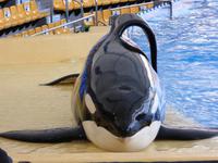 Loro Parque, Puerto de la Cruz, Teneriffa