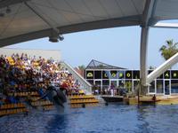 Loro Parque, Puerto de la Cruz, Teneriffa