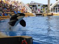 Loro Parque, Puerto de la Cruz, Teneriffa