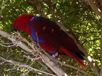 Loro Parque, Puerto de la Cruz, Teneriffa