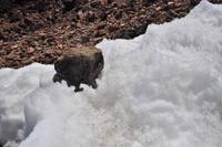 Am Gipfel des Teide (3.718 m)