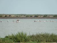 Donana Nationalpark - 10 Tage Radreise Andalusien entlang der Via Verde - Natur und Kultur in Spanien