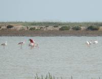 Donana Nationalpark - 10 Tage Radreise Andalusien entlang der Via Verde - Natur und Kultur in Spanien