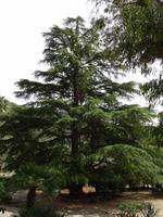 in den Arabischen Gärten von Alfabia