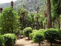 in den Arabischen Gärten von Alfabia