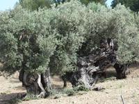 Olivenbäume