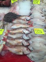 Rotterdam Markthalle