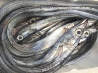 Rotterdam Markthalle