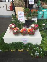 Muttertag in Holland