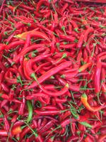 Rotterdam Markthalle