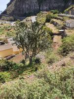 Agulo