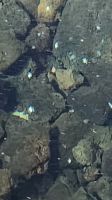 Albinokrebse in der Jameos del Agua