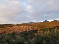 Alcaudete8