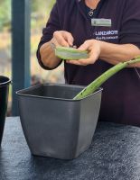 Aloe Vera - Farm