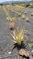 Aloe Vera - Farm
