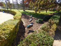 Aranjuez Vögel