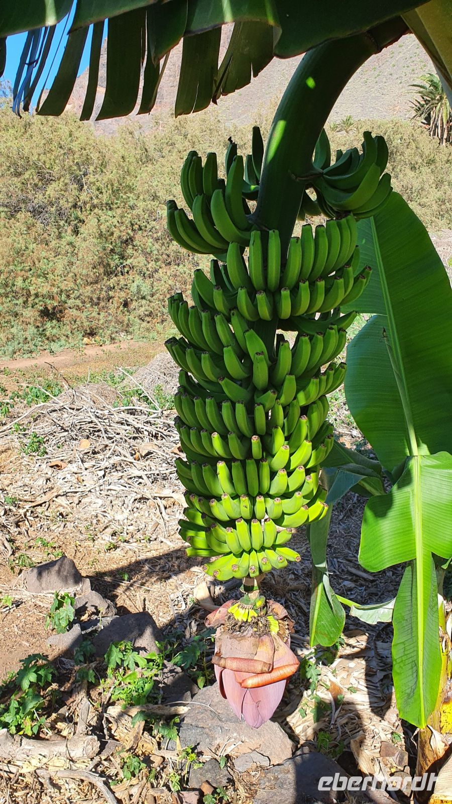 Bananenpflanze