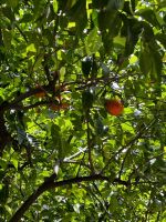 Barcelona: Orangenbaum