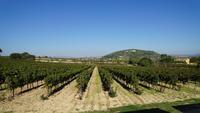 Besichtigung und Weinverkostung in der Bodega Torres