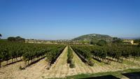 Besichtigung und Weinverkostung in der Bodega Torres