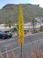 Blüte der Aloe