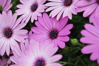 Blumen