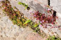 Blumenpotpourrie