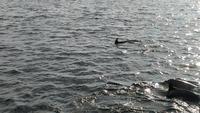 Bootsfahrt zu den Muschelbänken der Ría de Arosa