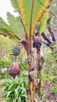 Botanischer Garten 