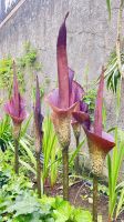 Botanischer Garten 