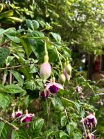 Botanischer Garten 