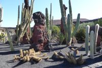 Cactusgarten 