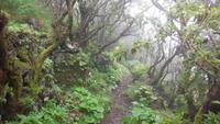 Camino de Sabinosa