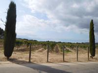 Codorniu (2)