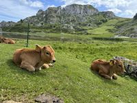 Covadonga 