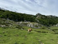 Covadonga 