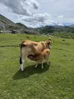 Covadonga 