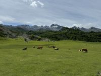 Covadonga 
