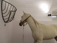 Das Pferd
