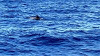 Delphin in der Nähe Cliff 