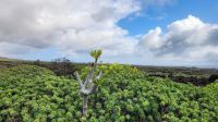 Der Grüne Norden von Lanzarote