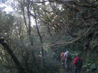 Der Mercedes Wald