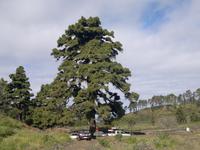 Der heilige Baum